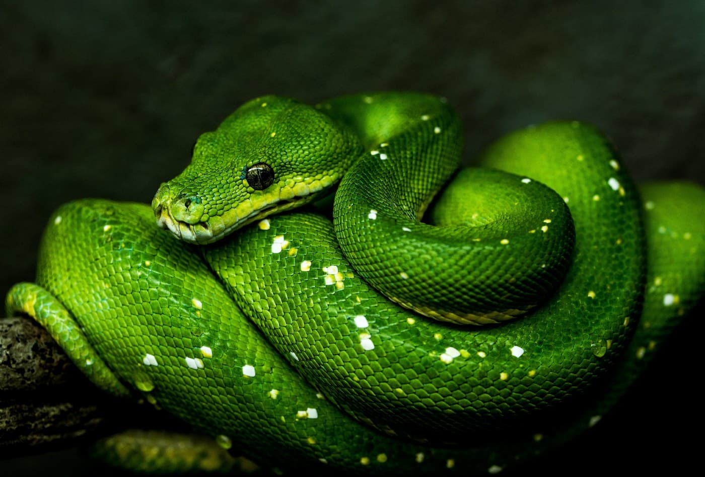 Learn Python #9 - Yeah Dictionary馃悕